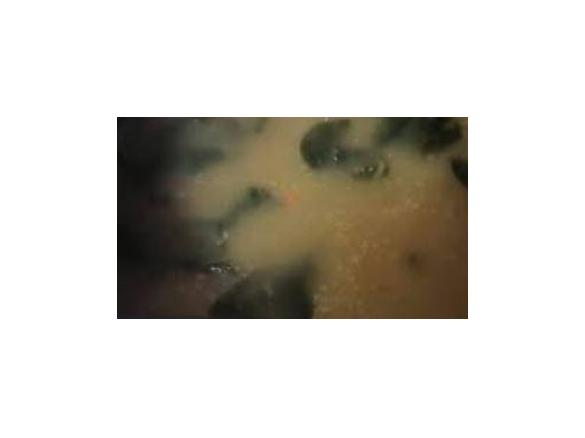 Sopa de Nabiças e Feijão Branco