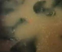 Sopa de Nabiças e Feijão Branco