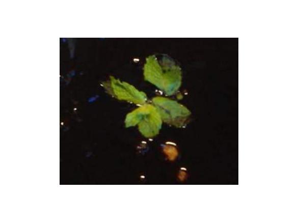 Bolo de Hortelã com chocolate