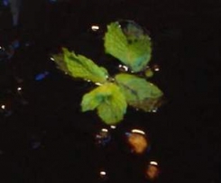 Bolo de Hortelã com chocolate