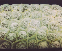 Bolinhas de Chocolate