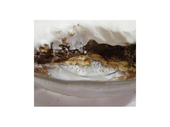 Delícia de Mousse de Chocolate