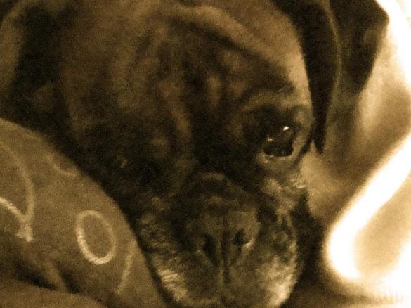 Biscoitos para cão (um sucesso cá em casa)