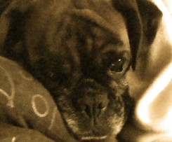 Biscoitos para cão (um sucesso cá em casa)