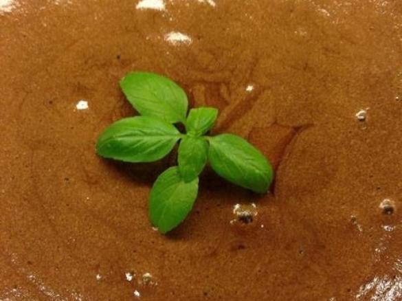 Mousse de chocolate e menta