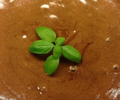 Mousse de chocolate e menta