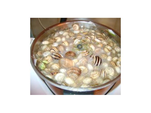 CARACÓIS A LISBOETA