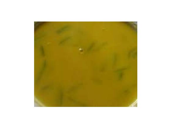 creme de legumes e feijão verde