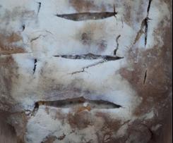 Pão de Mafra com massa-mãe