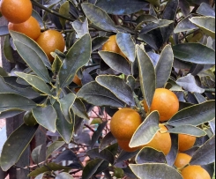 Compota de Kumquat