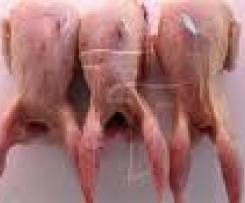 Codornizes a minha maneira