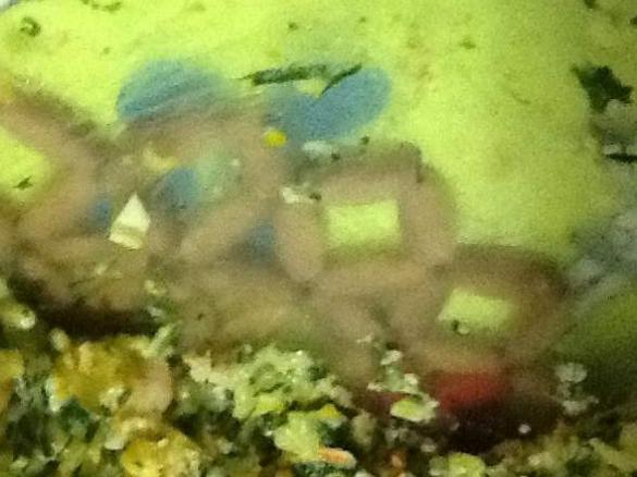 Camarão com espinafres e batata palha