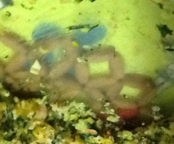 Camarão com espinafres e batata palha